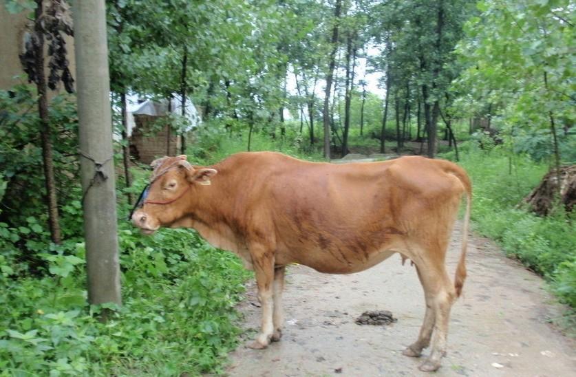 大理最新求一个套医保卡的黄牛是真的吗方法分析(最方便真实的大理求一个套医保卡的黄牛是真的吗还是假的方法)